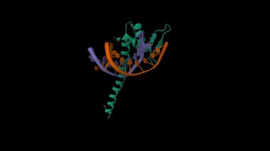 Transkripsiyon faktörü TEAD4 'ün kristal yapısı ve M-CAT DNA' sı. Canlandırılmış 3D karikatür modeli, pdb 5gzb, siyah arkaplan.