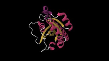 Küçük GTPase Rab11b 'in kristal yapısı. Canlandırılmış 3D karikatür modeli, pdb 2f9m, ikincil yapı renk şeması, siyah arkaplan.