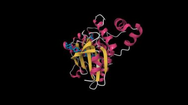 Ana embriyonik lökosin fermuar kinaz MELK kristal yapısı bir inhibitör ile kompleks. Canlandırılmış 3D çizgi film modeli, pdb 5maf, ikincil yapı renk şeması, siyah arkaplan.