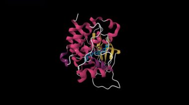 Ana embriyonik lökosin fermuar kinaz MELK kristal yapısı bir inhibitör ile kompleks. Canlandırılmış 3D çizgi film modeli, pdb 5maf, ikincil yapı renk şeması, siyah arkaplan.