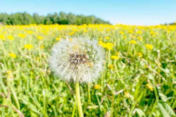 Helle Blüten eines gelben Löwenzahns auf einem Feld. — Stockfoto