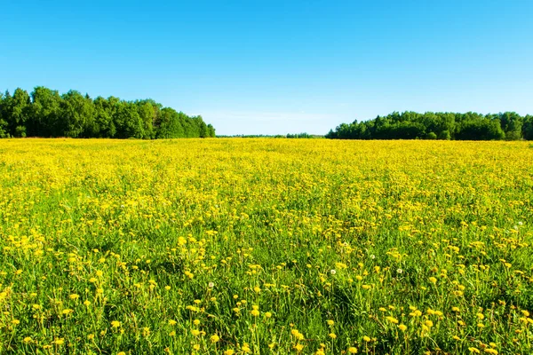 Flores brilhantes de um dente-de-leão amarelo em um campo . — Fotografia de Stock