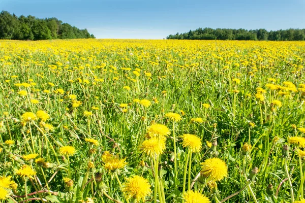 Flores brilhantes de um dente-de-leão amarelo em um campo . — Fotografia de Stock