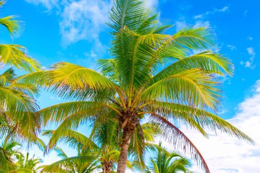 Mavi gökyüzüne ve beyaz bulutlara karşı palmiye ağaçları.