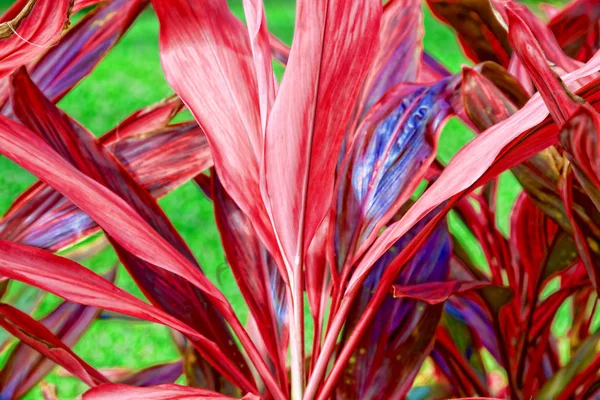 Vegetație tropicală luxuriantă . — Fotografie, imagine de stoc