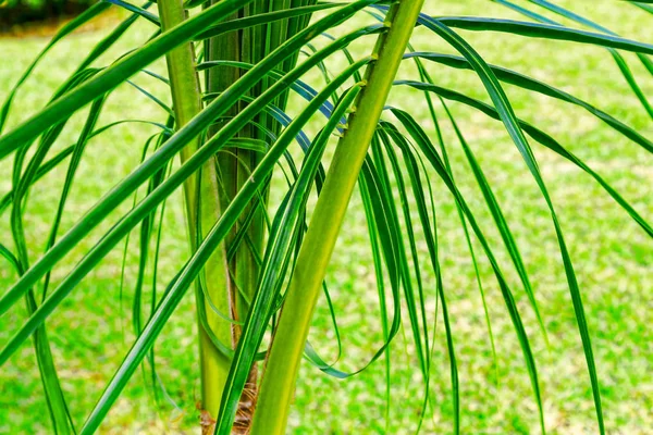 Weelderige tropische vegetatie. — Stockfoto