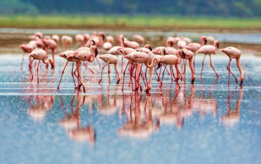 Pembe flamingolar çeşitli, Kenya milli parkı.