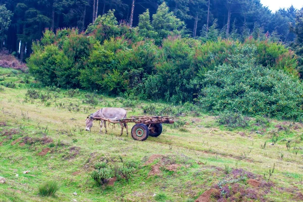 Kenya, un asino legato ad un carrello . — Foto Stock