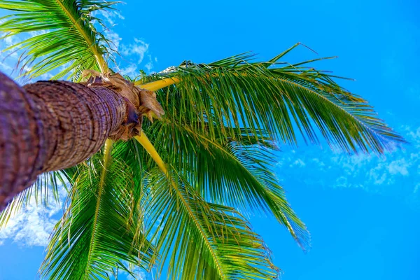 Розкішне пальмове дерево на фоні неба знизу . — стокове фото