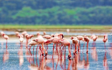 Pembe flamingolar çeşitli, Kenya milli parkı.