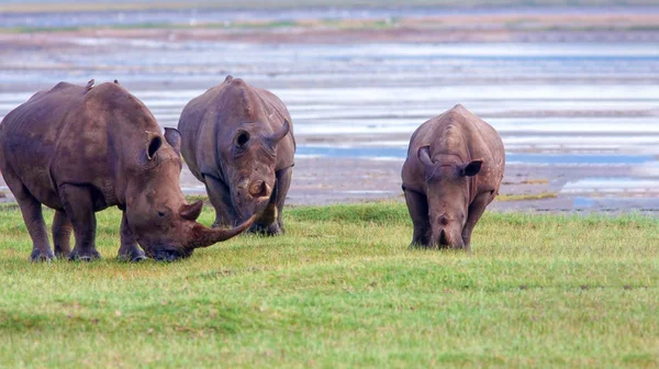 Gergedanlar Kenya Ulusal Parkı'nda. — Stok fotoğraf