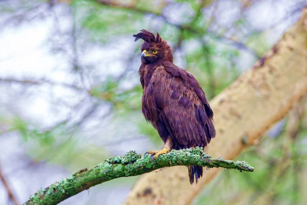 Национальный парк Кении. Орёл, Lophaetus occitalis, это бир. — стоковое фото