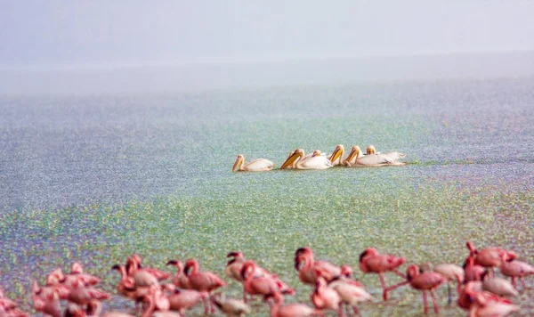 Flamant rose sur le lac sous la pluie. Kenya . — Photo