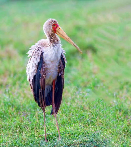 Image of Marabu in Masai Mara Park in Kenya — Stock Photo, Image