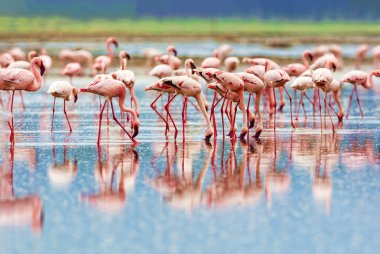 Pembe flamingolar çeşitli, Kenya milli parkı.