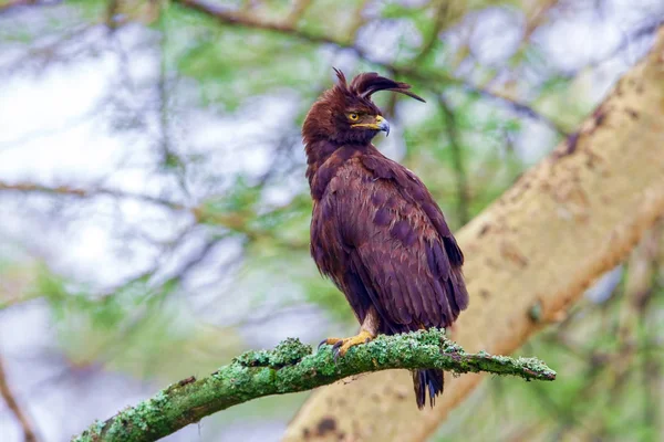 Parque Nacional de Kenia. El águila, Lophaetus occitalis, es el bir —  Fotos de Stock