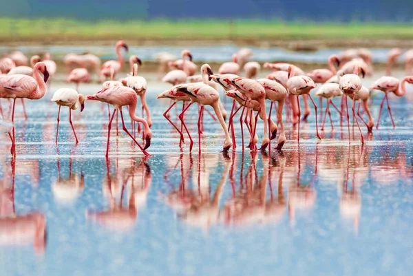 Eine Vielzahl von rosa Flamingos, Kenia-Nationalpark. — Stockfoto