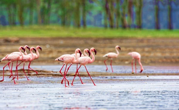 Eine Vielzahl von rosa Flamingos, Kenia-Nationalpark. — Stockfoto