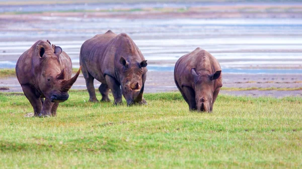 Gergedanlar Kenya Ulusal Parkı'nda. — Stok fotoğraf