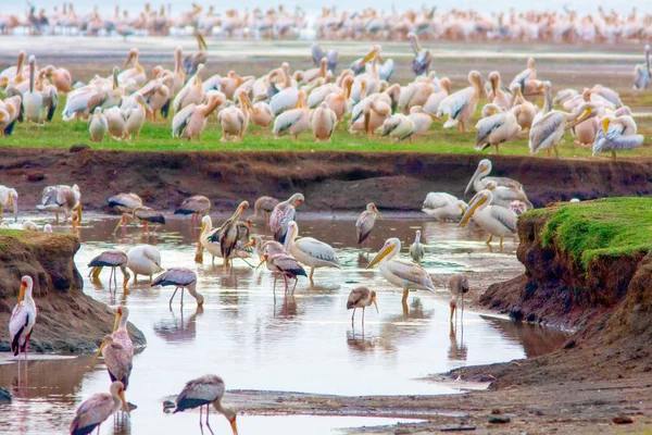 Un grand nombre d'oiseaux sur un lac au Kenya . — Photo