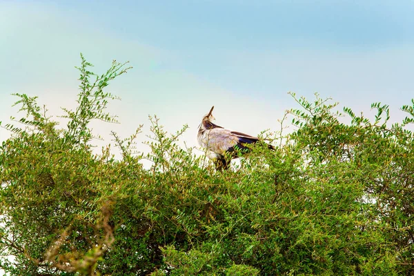 A águia está sentada nos ramos das árvores. Quênia, um nacional — Fotografia de Stock