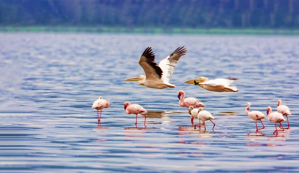 Una varietà di fenicotteri rosa, parco nazionale del Kenya . — Foto Stock