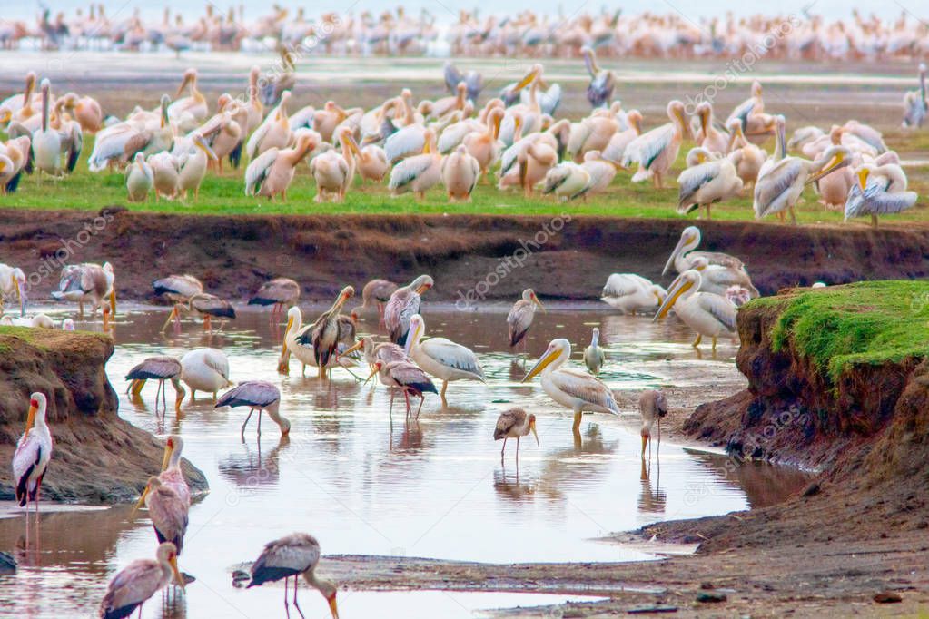 A huge number of birds on a lake in Kenya.