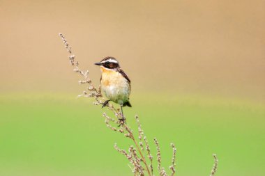 Stonechat' ta. Stonechats robin boyutlu kuşlar vardır.