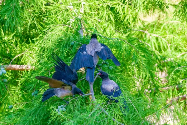 Crows quarrel among themselves. — Stockfoto