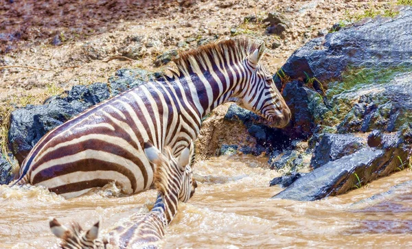 穿越。肯尼亚。国家公园羚野羚和斑马 — 图库照片