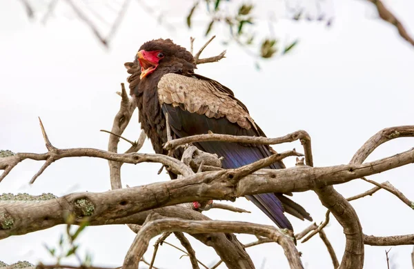 El águila está sentada sobre las ramas de los árboles. Kenia, un país —  Fotos de Stock