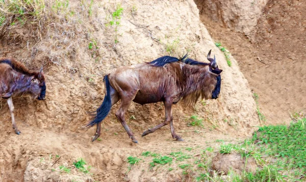 Wildebeest pascolare nel campo. Kenya, un parco nazionale . — Foto Stock
