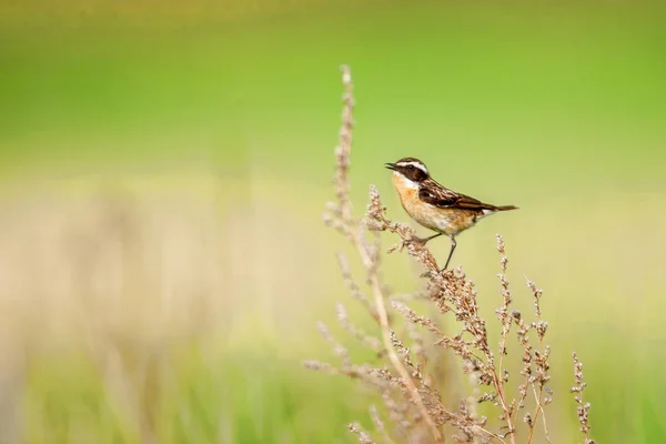 Schwarzkehlchen. Schwarzkehlchen sind rotkehlchengroße Vögel. — Stockfoto