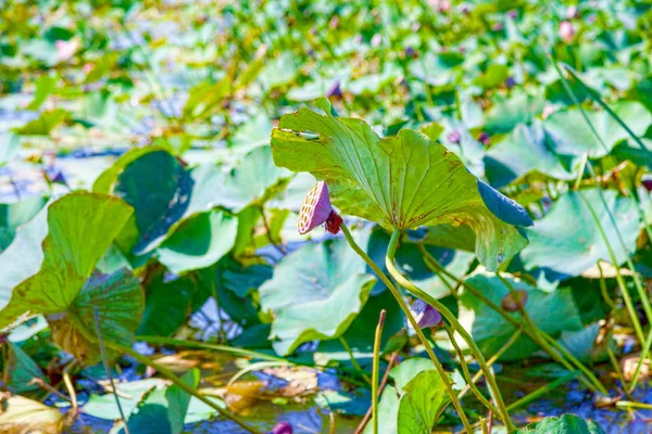 Lotusblumen inmitten des großen Sees. — Stockfoto