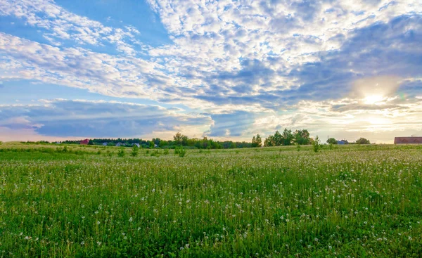 Helle Blüten eines gelben Löwenzahns auf einem Feld. — Stockfoto