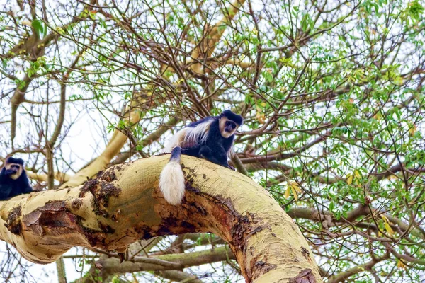 Little monkey on the tree. Kenya. — Stock Photo, Image