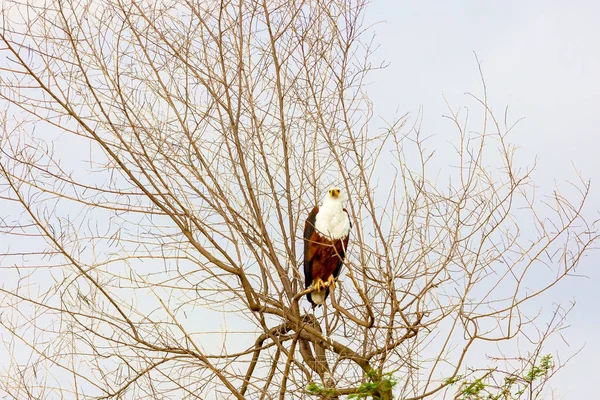 A águia está sentada nos ramos das árvores. Quênia, um nacional — Fotografia de Stock