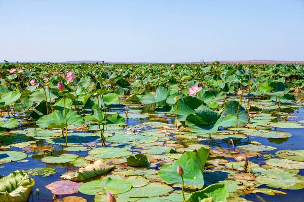 Lotusblumen inmitten des großen Sees. — Stockfoto