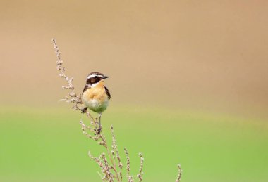 Stonechat' ta. Stonechats robin boyutlu kuşlar vardır.