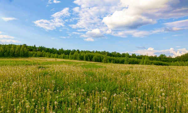 Helle Blüten eines gelben Löwenzahns auf einem Feld. — Stockfoto