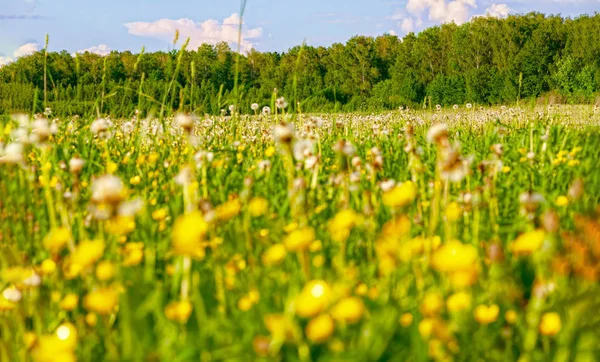 Helle Blüten eines gelben Löwenzahns auf einem Feld. — Stockfoto