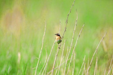 Stonechat' ta. Stonechats robin boyutlu kuşlar vardır.