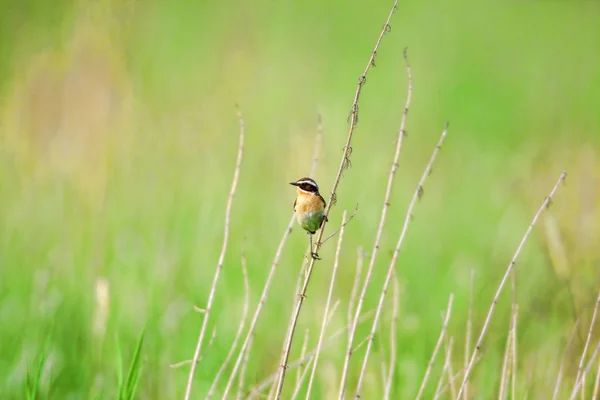 Stonechat. Las piedras son aves del tamaño de un petirrojo . — Foto de Stock