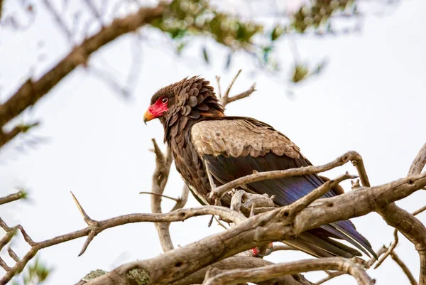 L'aquila è seduta sui rami degli alberi. Kenya, un paese — Foto Stock