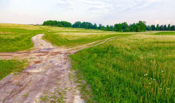 Helle Blüten eines gelben Löwenzahns auf einem Feld. — Stockfoto