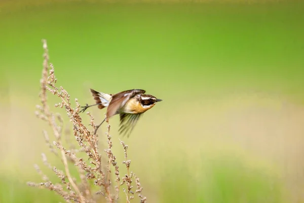 Stonechat' ta. Stonechats robin boyutlu kuşlar vardır. — Stok fotoğraf