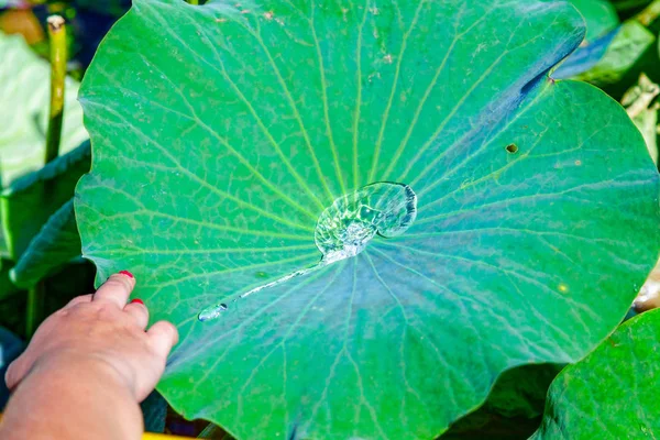 Lotusblumen inmitten des großen Sees. — Stockfoto