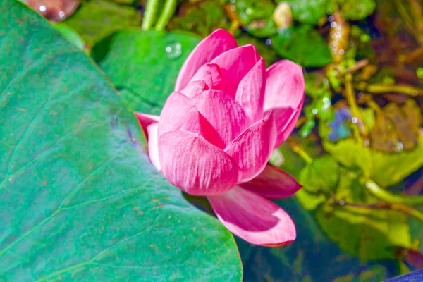 Flores de loto entre el gran lago . — Foto de Stock