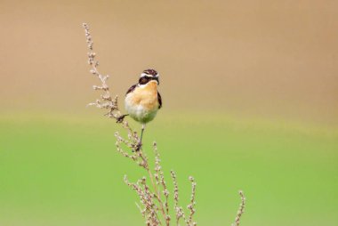 Stonechat' ta. Stonechats robin boyutlu kuşlar vardır.