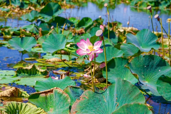 Lotusblumen inmitten des großen Sees. — Stockfoto